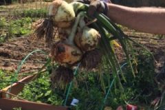 IMG_0865-2-380x220-1