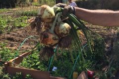 IMG_0865-2-rotated-1