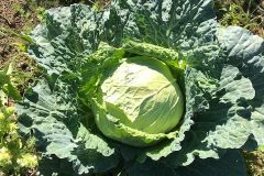 IMG_2841-1-rotated-1