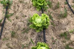 IMG_4103-1-rotated-1