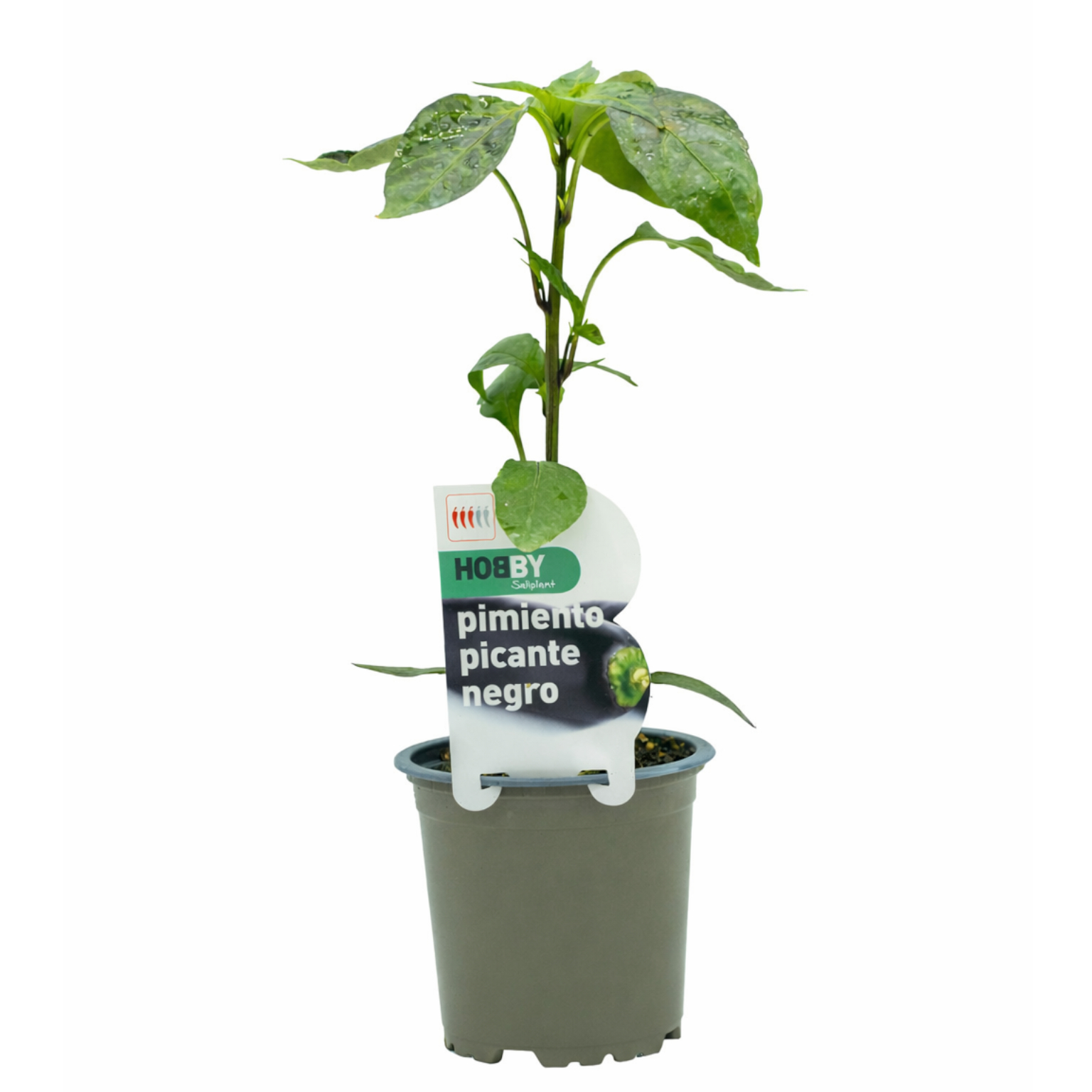 Maceta Pimiento Picante Negro M-11 Hobby