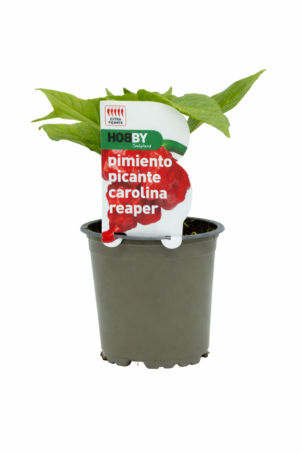 Maceta Pimiento Picante Carolina Reaper M-11