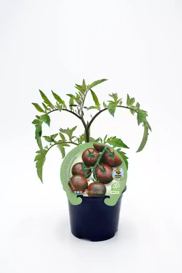Maceta Tomate Azul Cocktail M-11